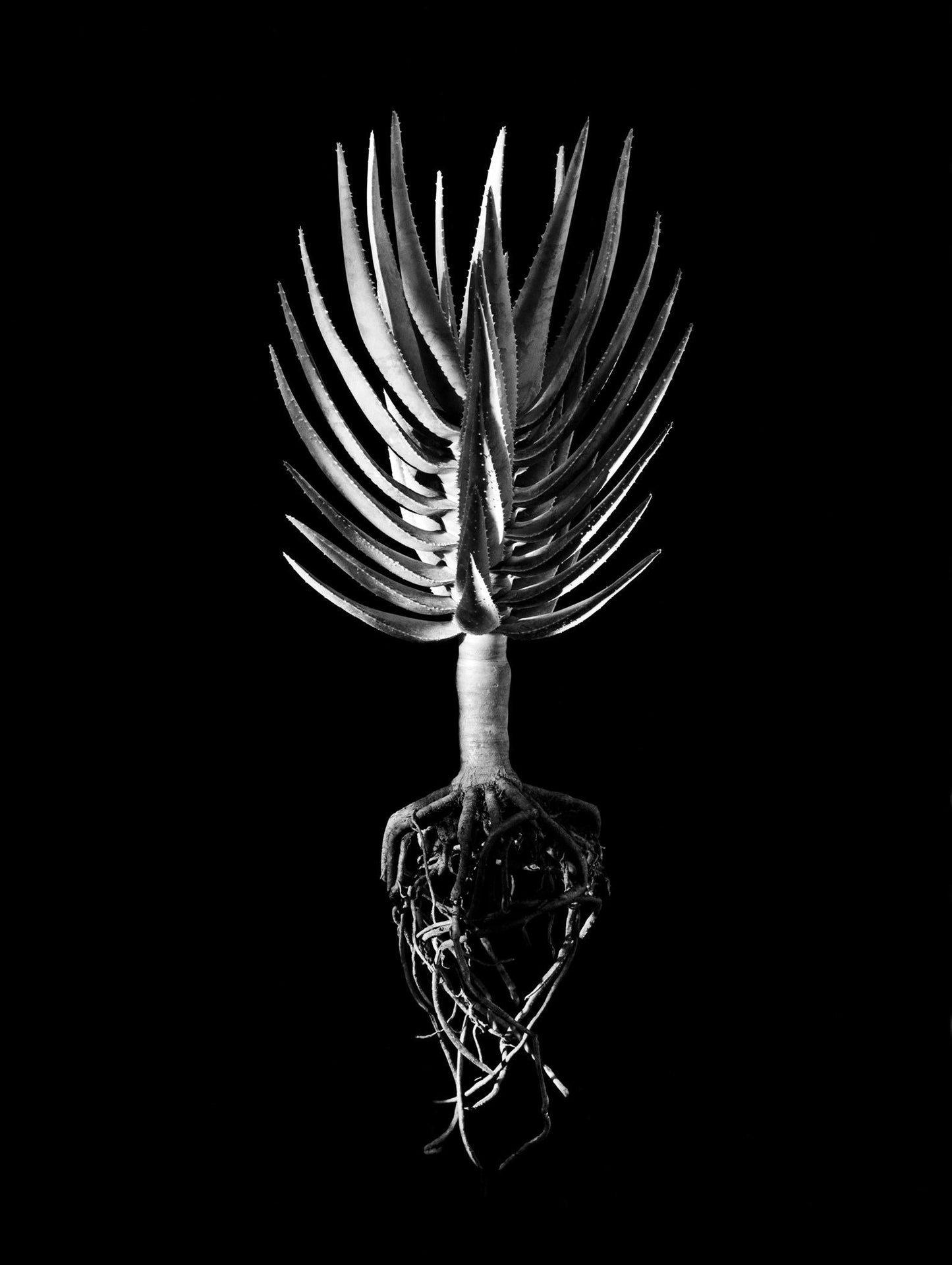 David Ballam - Aloe 03