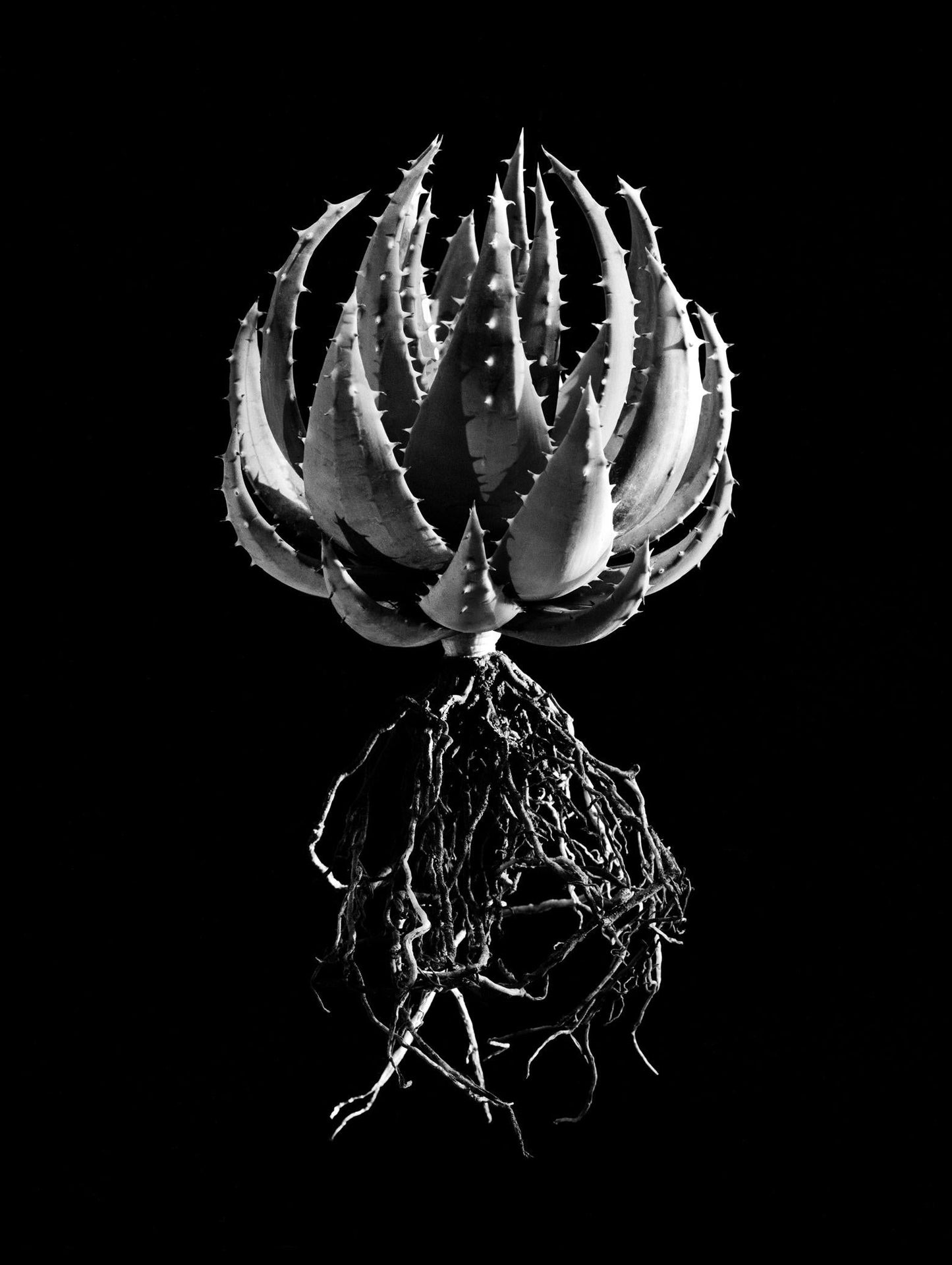 David Ballam - Aloe 05