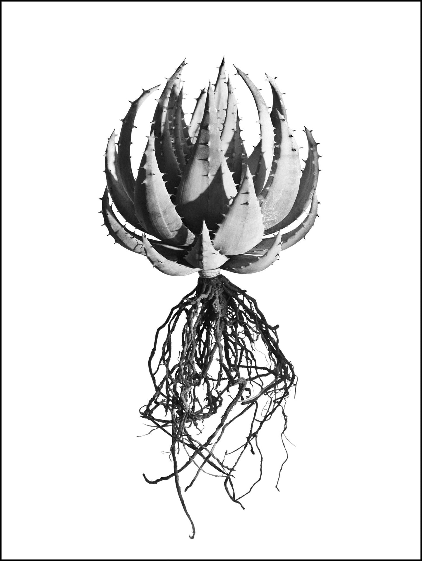 David Ballam - Aloe 06