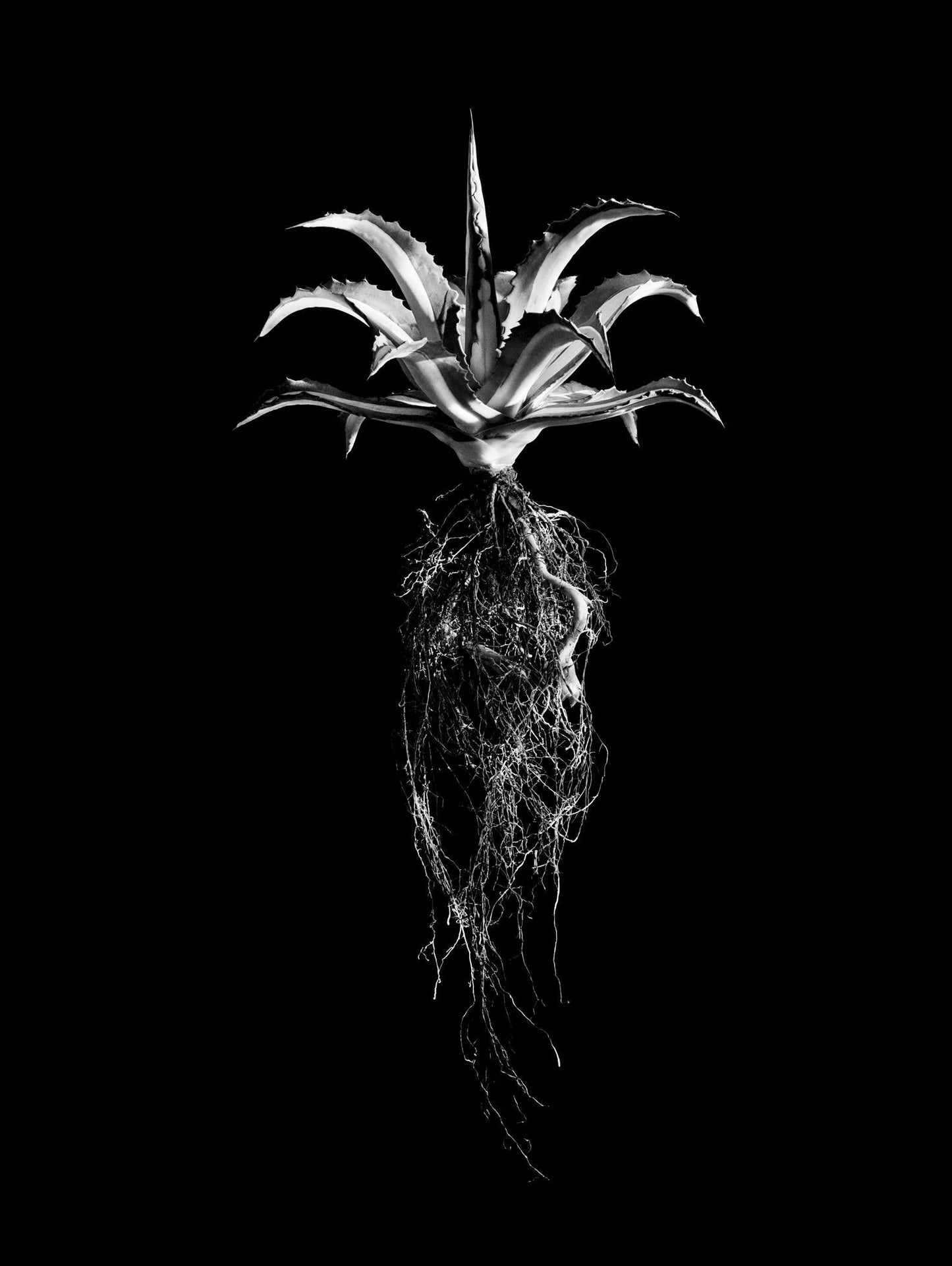 David Ballam - Aloe 07