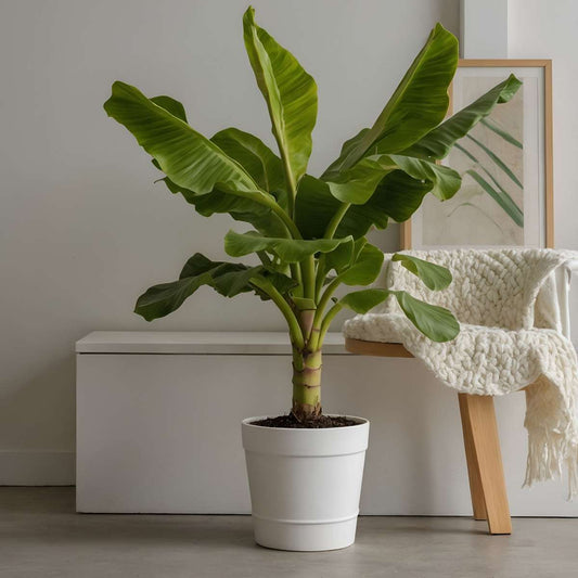 Hardy Banana - Musa basjoo - Height 55-70cm - ⌀21cm