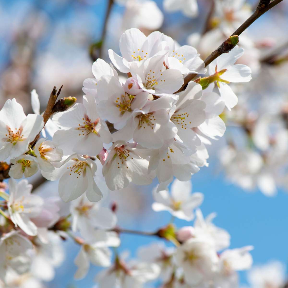 Cherry Tree - Prunus avium 'Stella' - Sweet Cherry - Height 90-110cm - ⌀23cm