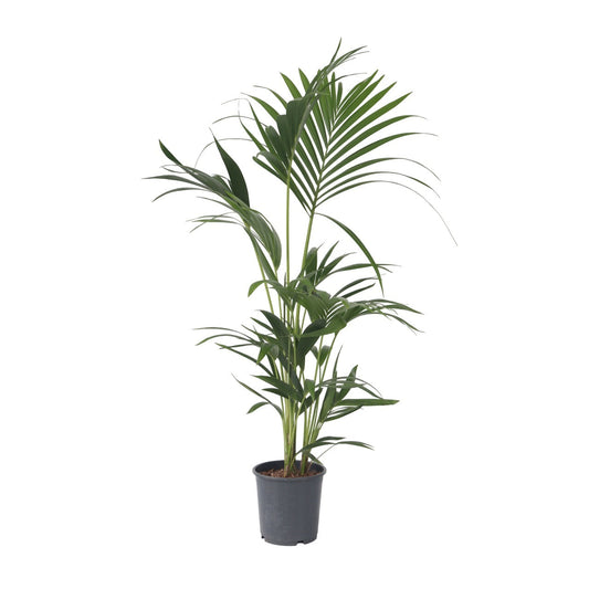 Kentia Palm - Howea forsteriana - Height 90-100cm - ⌀18cm