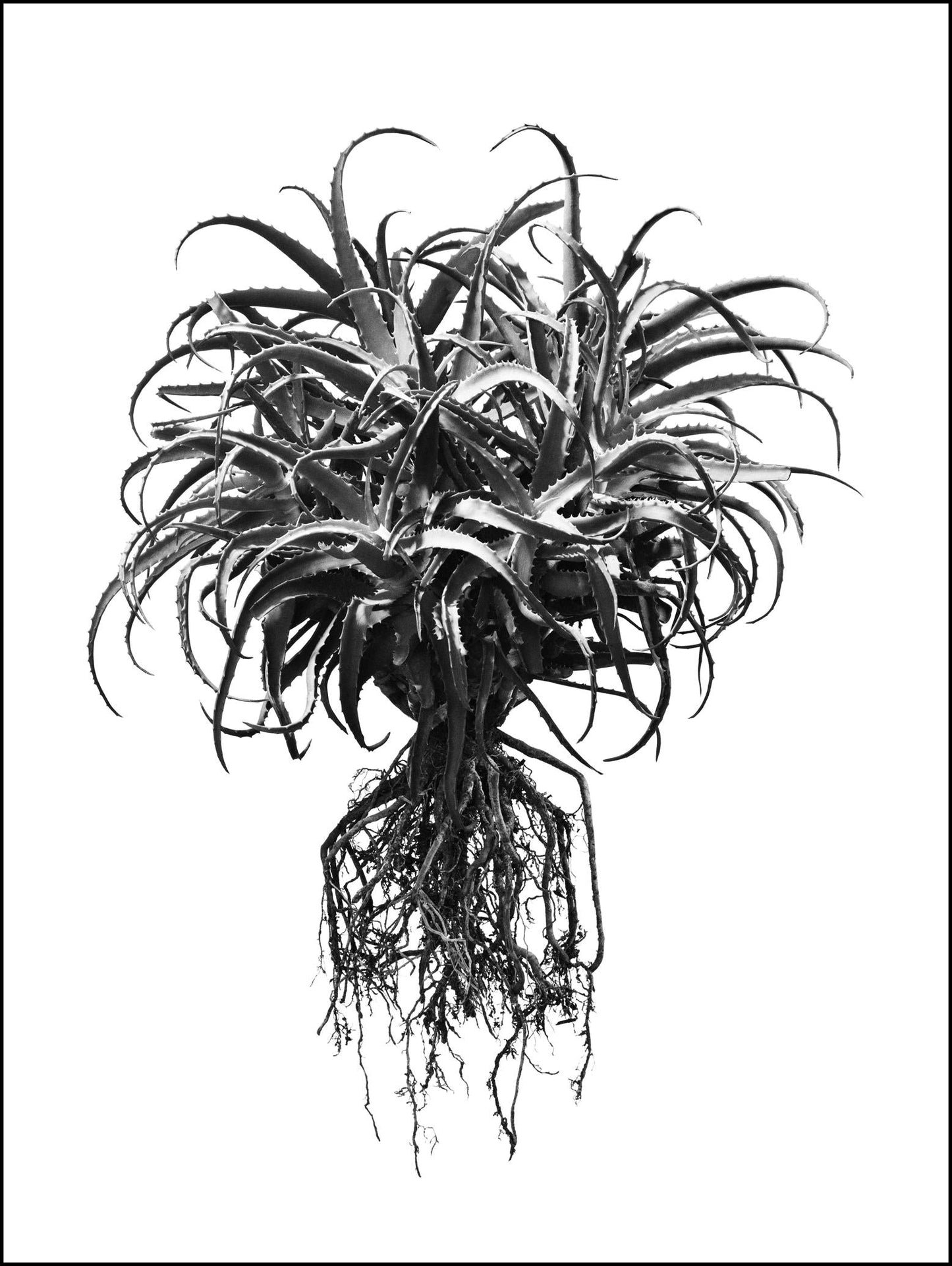 David Ballam - Aloe 12