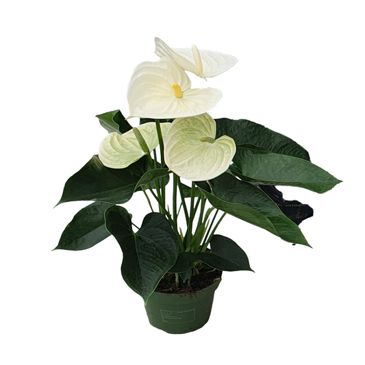 Laceleaf - Anthurium 'Alpine White' - Height 40-55cm - ø14cm