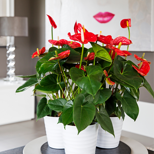 Laceleaf - Anthurium 'Madural Red' - Height 55-70cm - ø17cm