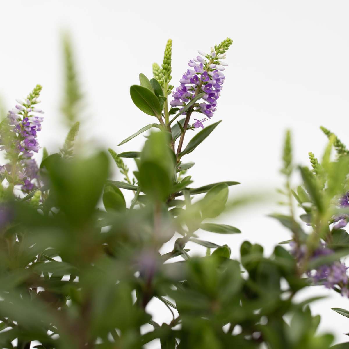 Evergreen Shrub - 6 pcs. - Hebe All Blooms - Height 30-35cm - ⌀13cm
