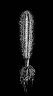 David Ballam - Aloe 15