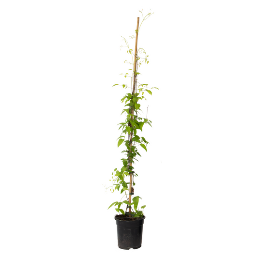 Leather flower - Clematis 'The President' - Height 100-120cm - ⌀17cm