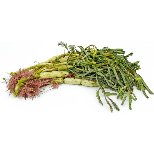 Fresh Water Mimosa/Rau Nhút 200g