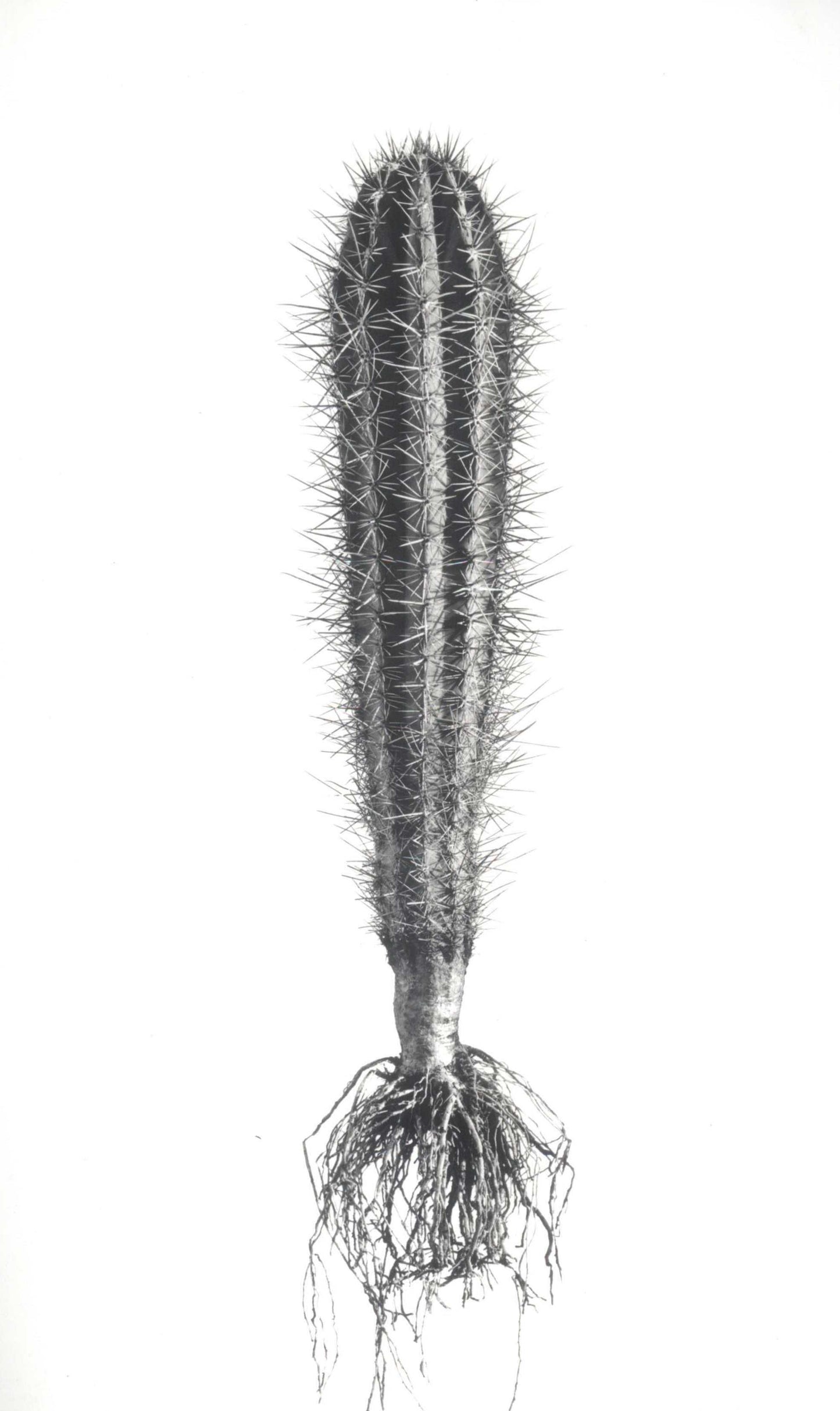 David Ballam - Aloe 16