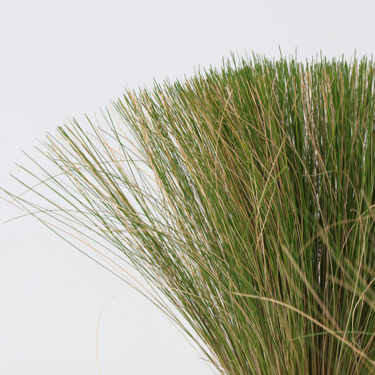 Mexican feather grass - 9 pcs. - Stipa tenuifolia 'Pony Tails' - H20-30cm - ⌀9cm