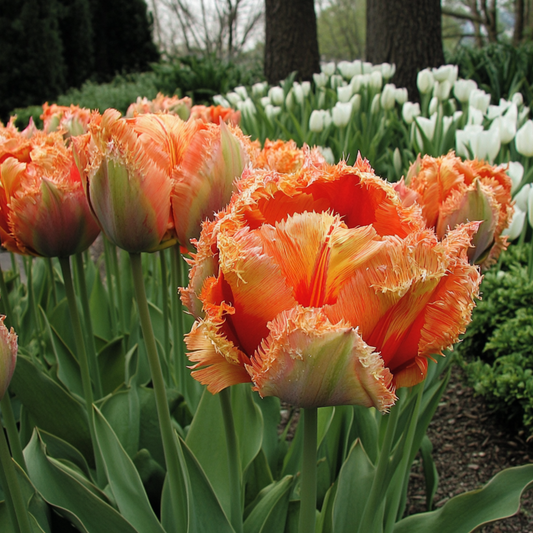 Tulip bulbs - 15 pcs. - Tulipa 'Brisbane' - Flower Bulbs - Pink