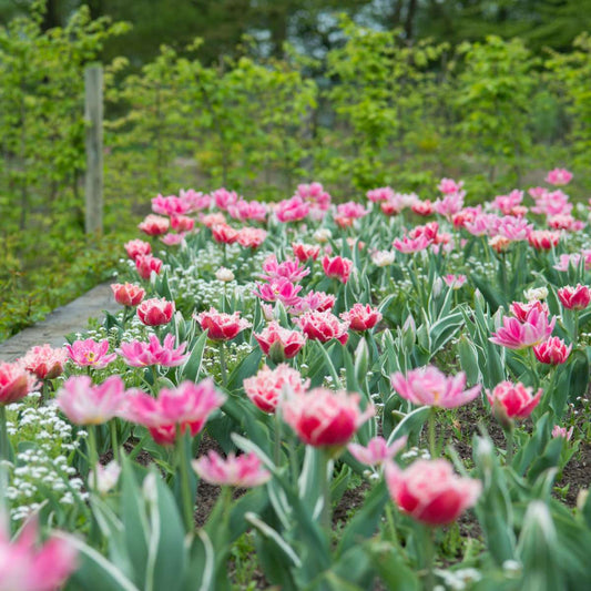 Tulip bulbs - 20 pcs. - Tulipa 'Queensland' - Flower Bulbs - Pink