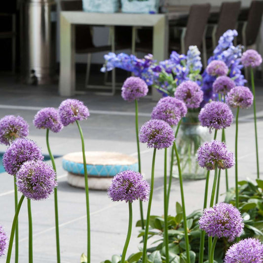 Ornamental onion - 16 pcs. - Allium 'Gladiator' - Flower Bulbs - Purple