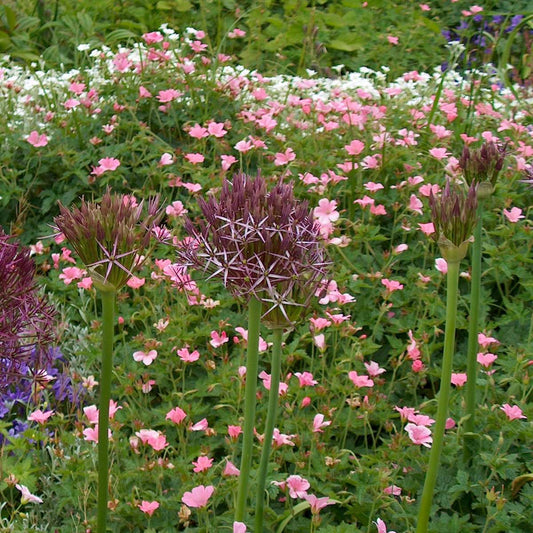 Ornamental onion - 30 pcs. - Allium 'Christophii' - Flower Bulbs - Purple