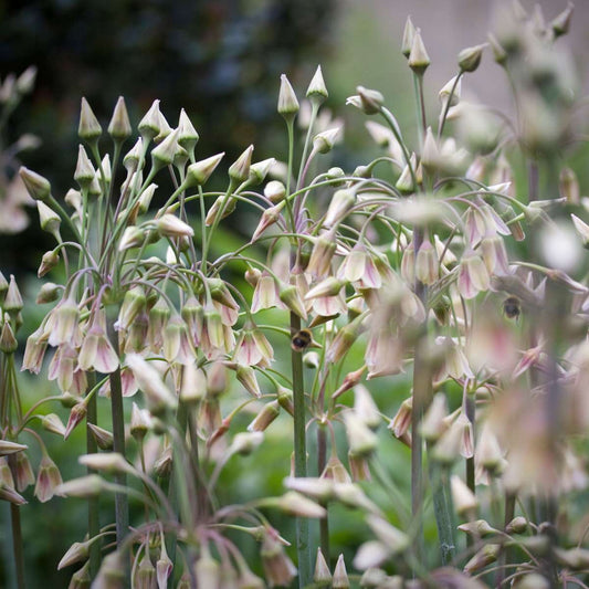 Ornamental onion - 30 pcs. - Allium 'Nectaroscordum' - Flower Bulbs - Pink