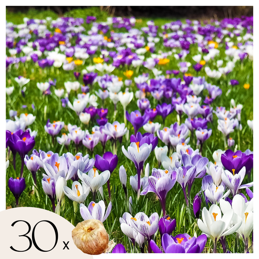 Crocus bulbs - 30 pcs. - Crocus 'Large Flowering Mix' - Flower Bulbs