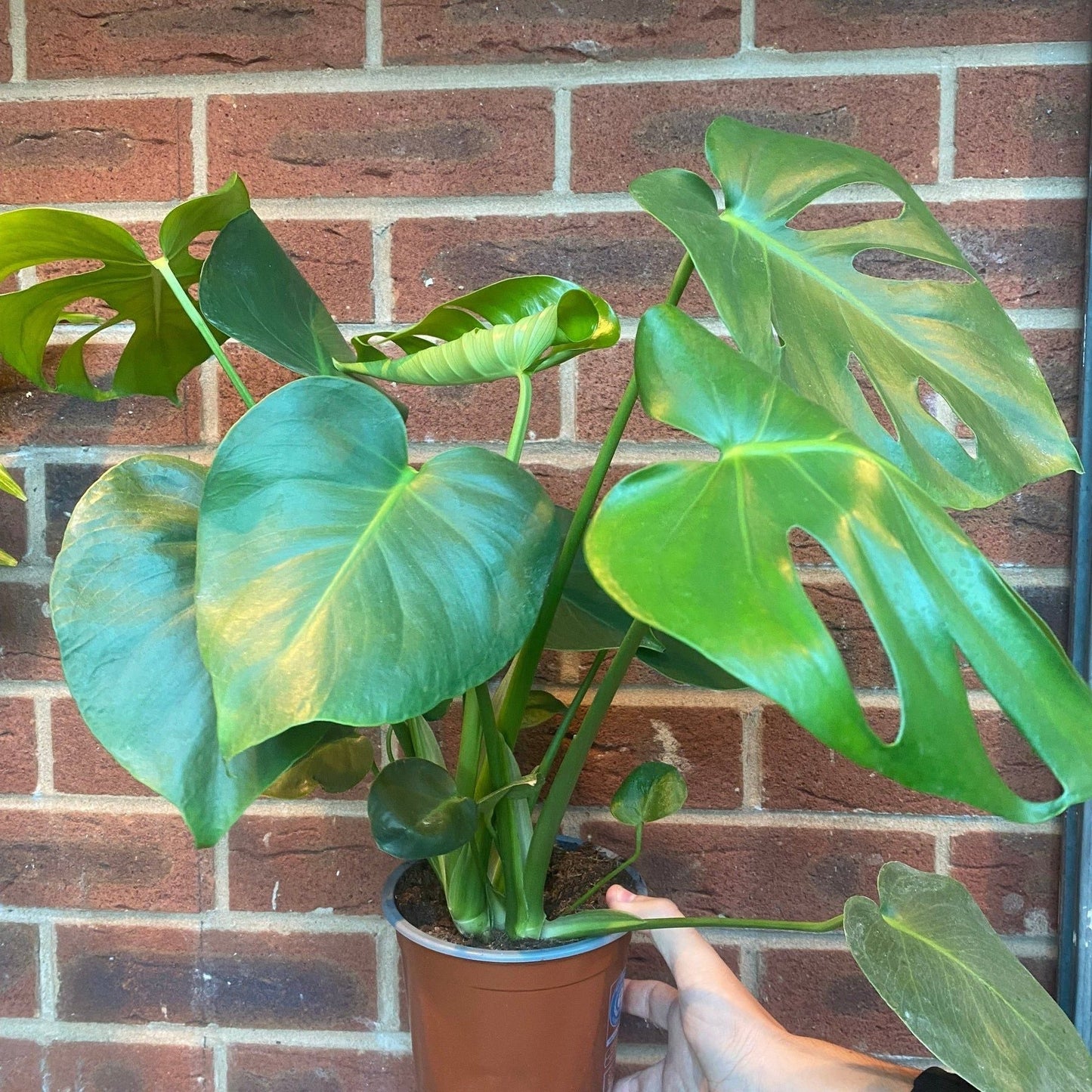 Monstera Deliciosa (Swiss Cheese) 50-60cm Tall