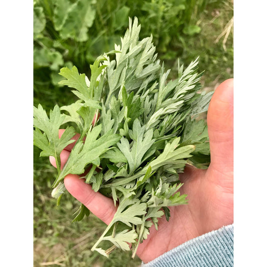 Fresh Mugwort Ngai Cuu 100g