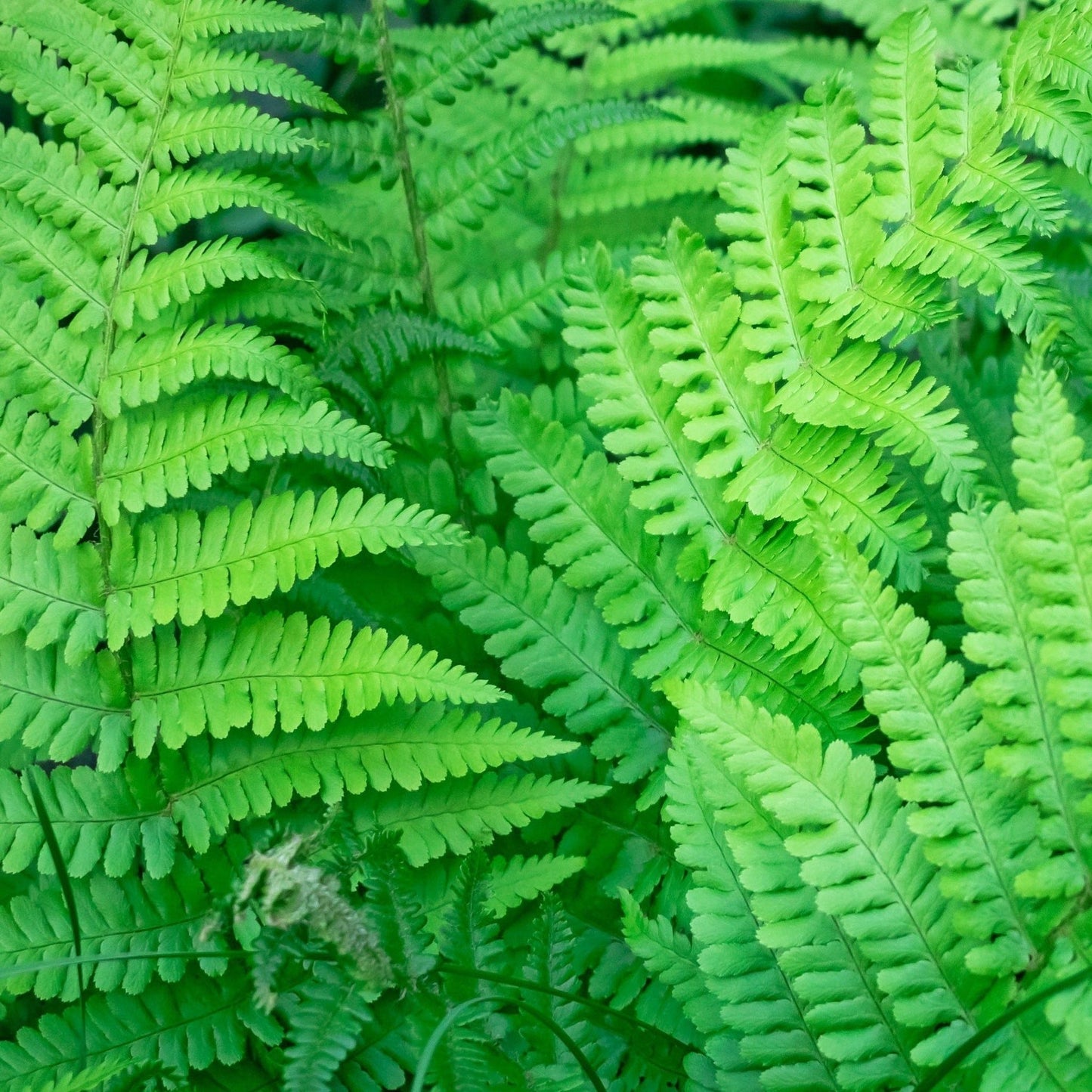 Fern Dryopteris 11cm