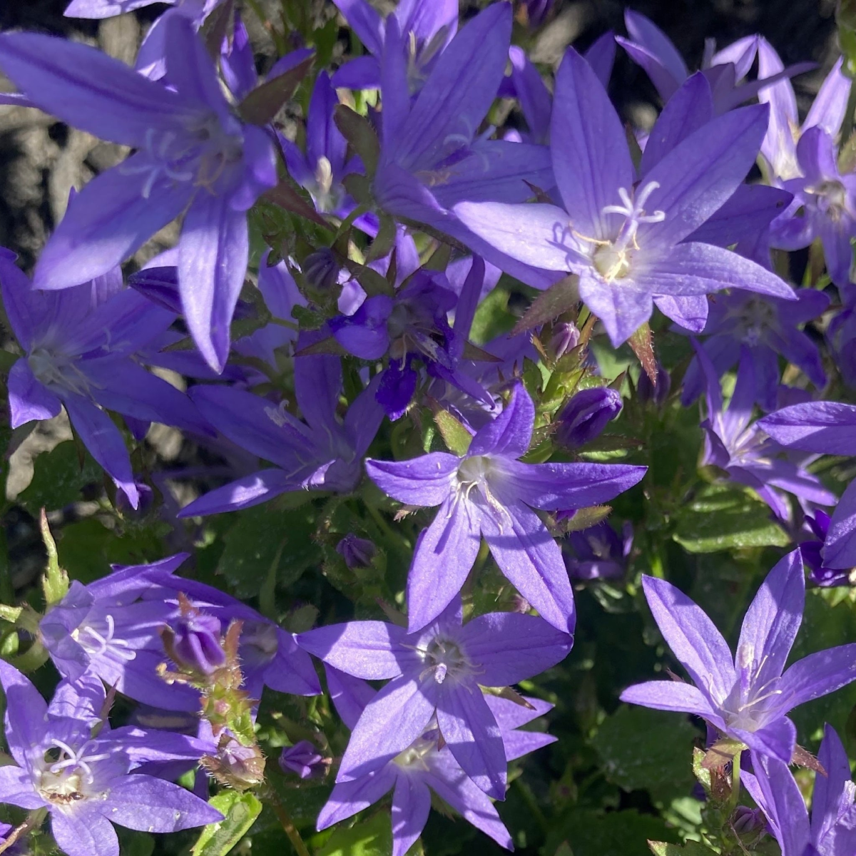 CAMPANULA poscharskyana Pinkins 9cm Pot