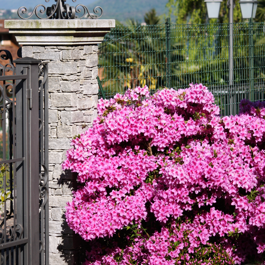 Azalea - 2 pcs. - Rhododendron azalea 'Anouk' - Height 25-40cm - ⌀17cm