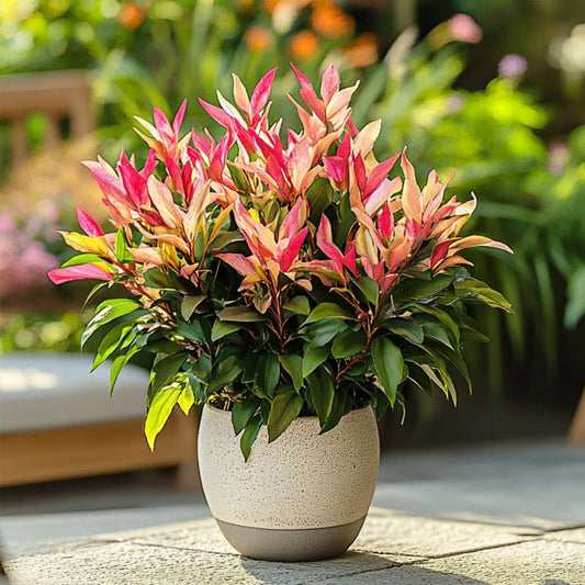 Japanese andromeda - 4 pcs. - Pieris 'Forest Flame' - Height 25-40cm - ⌀17cm
