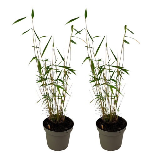 Blue Stem Bamboo - 2 pcs. - Fargesia papyrifera 'Blue Dragon' - H30-40cm - ⌀13cm