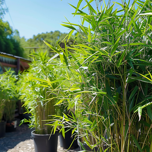 Bamboo - 6 pcs - Fargesia nitida 'Black Dragon' - Height 25-40cm - ⌀14cm