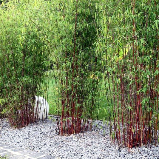 Umbrella Bamboo - 6 pcs. - Fargesia 'Asian Wonder' - Height 25-40cm - ⌀13cm