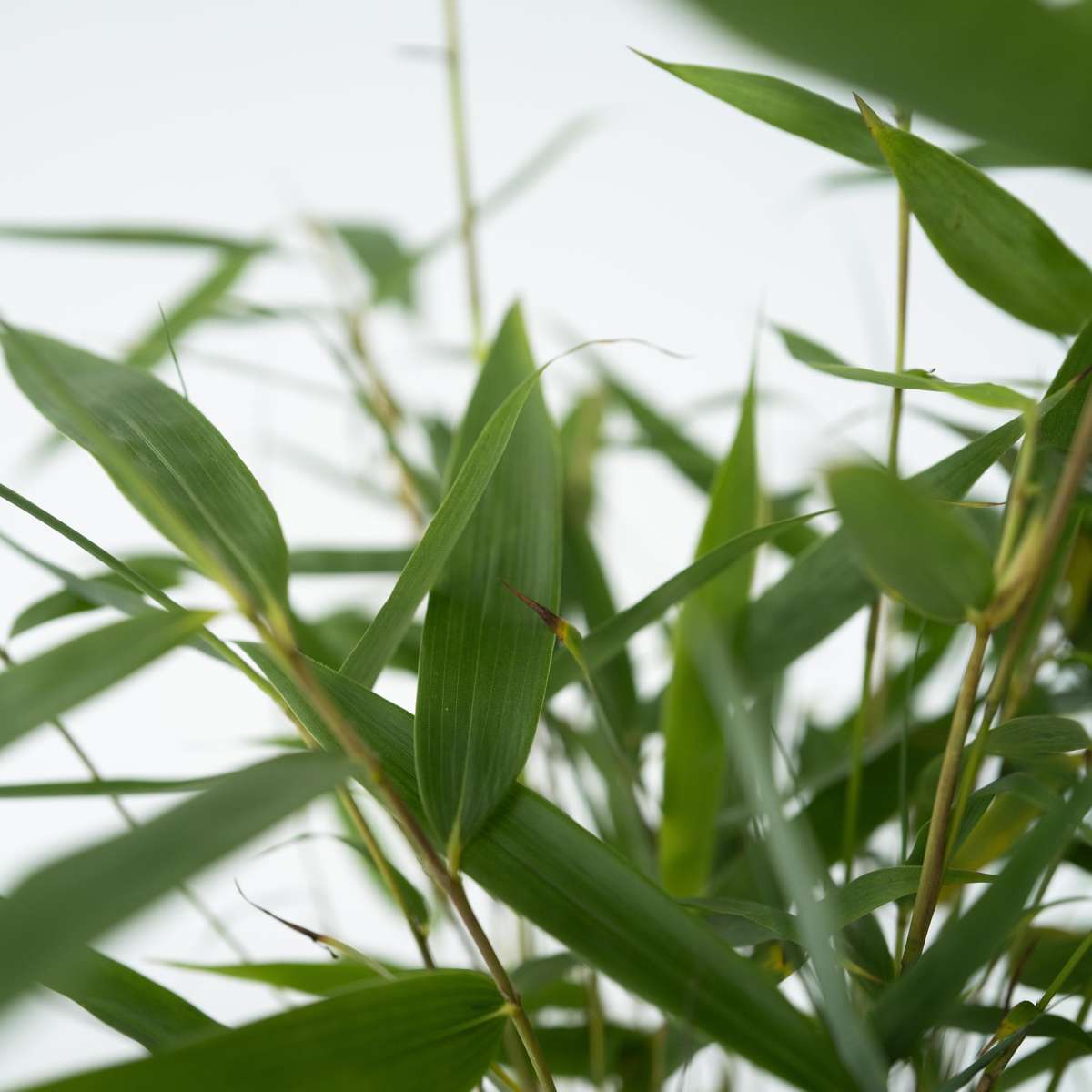 Umbrella Bamboo - 18 pcs. - Fargesia 'Asian Wonder' - Height 25-40cm - ⌀13cm