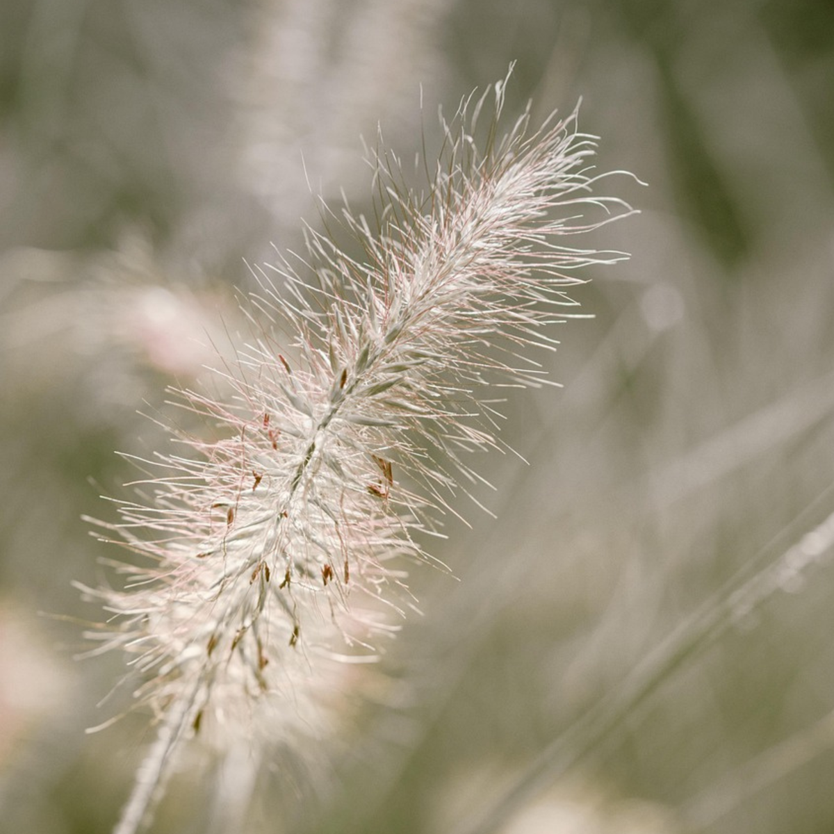 Fountain Grass - Pennisetum alopecuroides 'Hameln' - Height 20-30cm - ⌀23cm