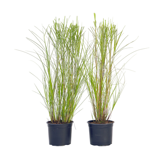 Chinese silver grass - 2 pcs. - Miscanthus 'Gracillimus' - H40-60cm - ⌀23cm