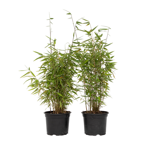 Chinese fountain bamboo - 2 pcs. - Fargesia 'Red Dragon' - H60-80cm - ⌀17cm