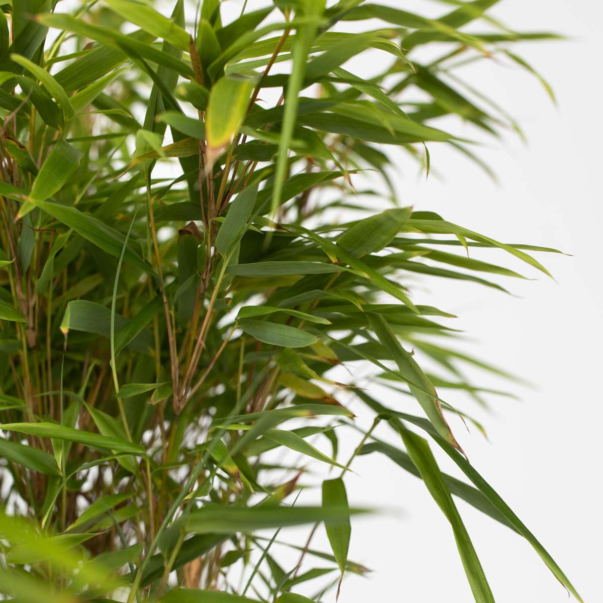 Chinese fountain bamboo - 4 pcs. - Fargesia nitida 'Gansu' - H50-70cm - ⌀17cm