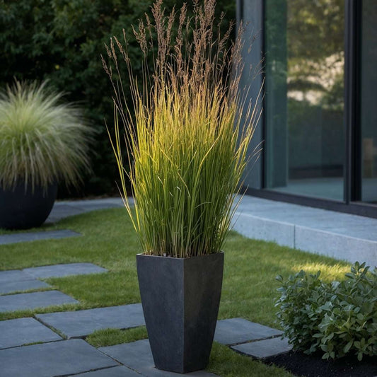 Switch grass - Panicum virgatum 'Heavy Metal' - Height 40-60cm - ⌀23cm
