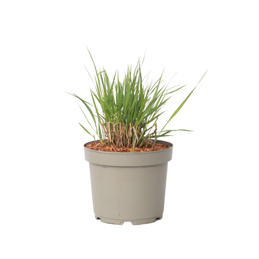 Switch grass - Panicum virgatum 'Heavy Metal' - Height 40-60cm - ⌀23cm