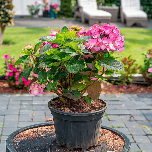 Hortensia - Hydrangea paniculata 'Dare Devil' - Height 25-40cm - ⌀19cm