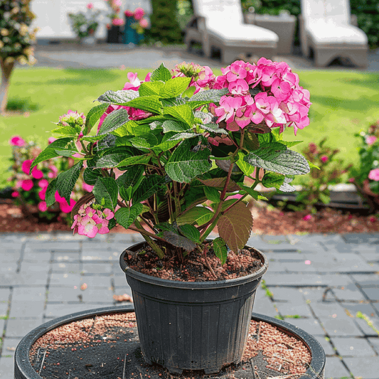 Hortensia - 2 pcs. - Hydrangea 'Dare Devil' - Height 25-40cm - ⌀19cm