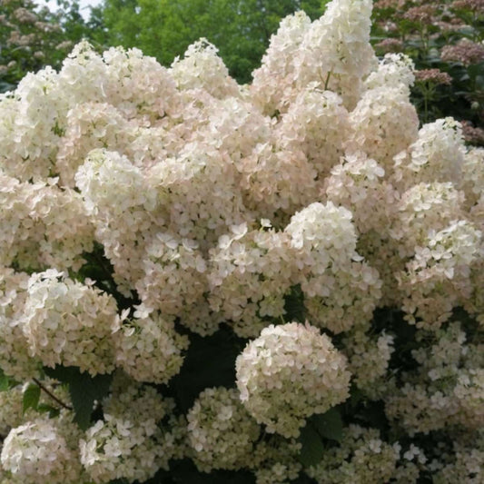 Hortensia - Hydrangea paniculata 'Bobo' - Height 25-40cm - ⌀19cm