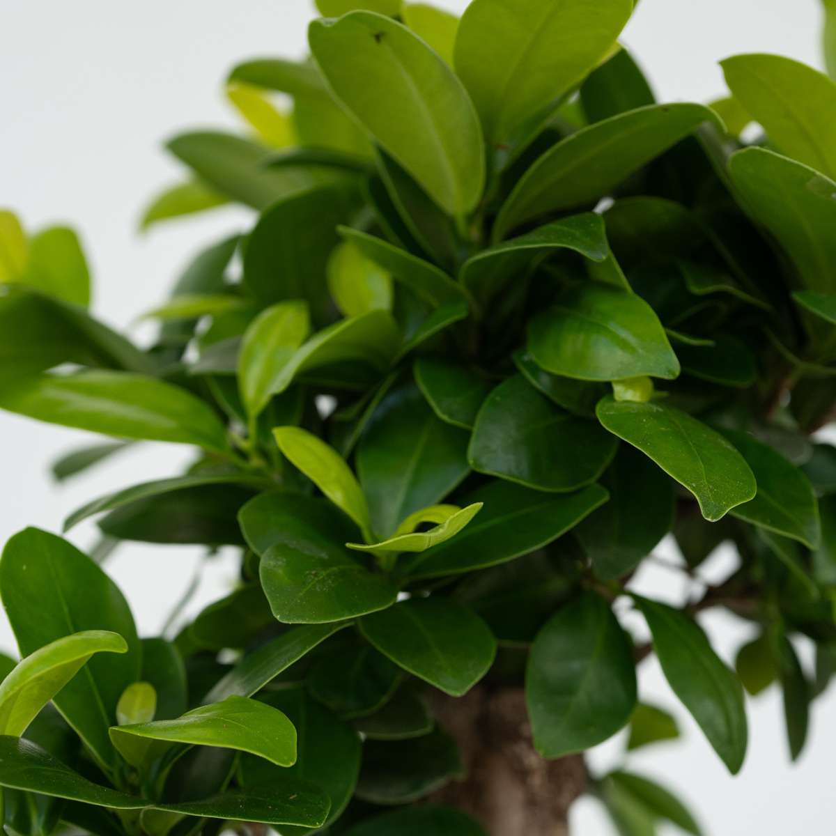 Curtain Fig - 2 pcs. - Ficus microcarpa - Height 30-40cm - ⌀12cm