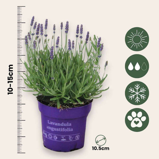 Lavender - 36 pcs. - Lavandula angustifolia - Height 10-15cm - ⌀10,5cm