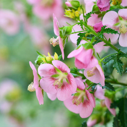 African mallow - 6 pcs. - Anisodontea capensis 'El Rayo' - Height 25-40cm - ⌀9cm