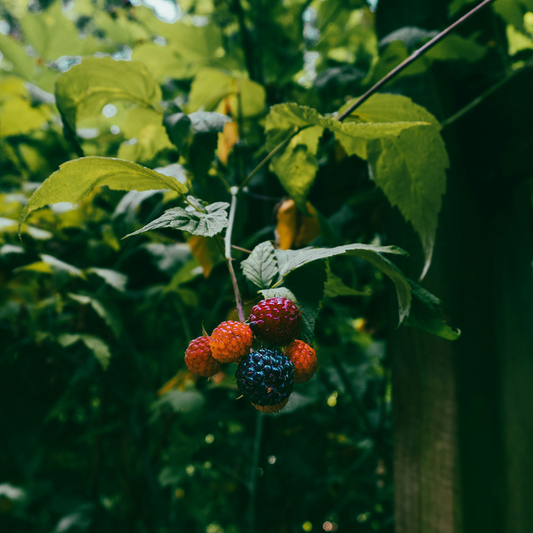 Blackberry - 3 pcs - Rubus Thornless - Height 25-40cm - ⌀9cm