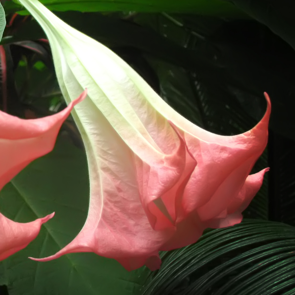 Angel's Trumpets - 3 pcs. - Brugmansia - Height 25-40cm - ⌀9cm