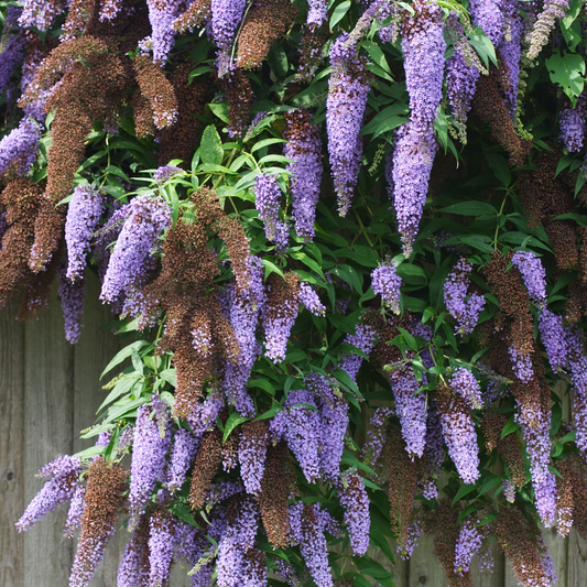 Summer lilac - 3 pcs. - Buddleja davidii 'Nanho Blue' - Height 25-40cm - ⌀9cm
