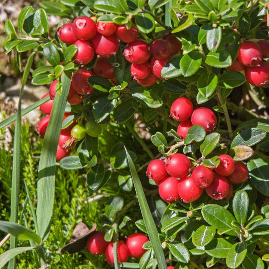 Cranberry - 3 pcs. - Vaccinium macrocarpon 'Cranberry' - Height 10-20cm - ⌀9cm