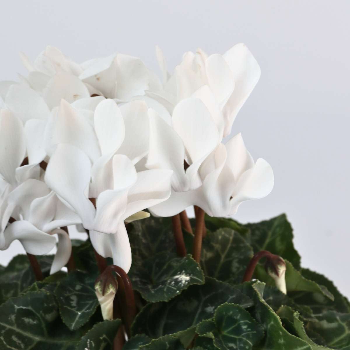 Cyclamen - 6 pcs. - Cyclamen persicum 'Metis White' - Height 10-20cm - ⌀9cm