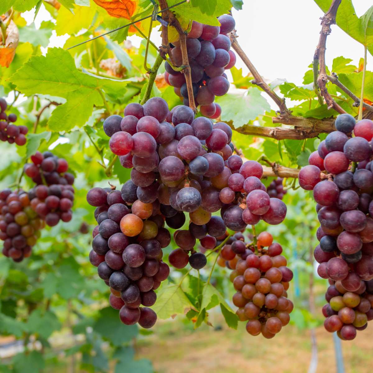 Common grape vine - 3 pcs. - Vitis vinifera 'pinot gris' - Height 25-40cm - ⌀9cm